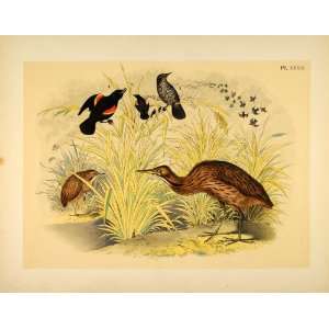  1881 Chromolithograph Birds Red winged Starling Bittern 