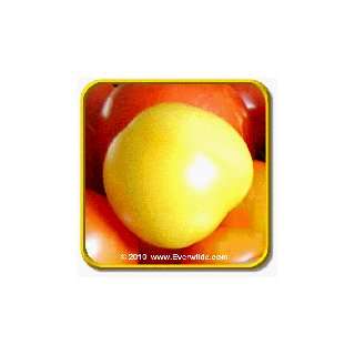  1 Oz Heirloom Tomato Seeds   Garden Peach Bulk Vegetable 