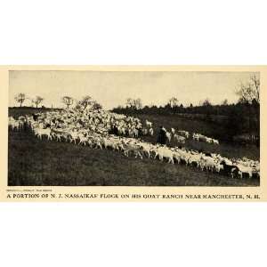  1917 Print N. J. Nassaikas Goat Flock Farm New England 