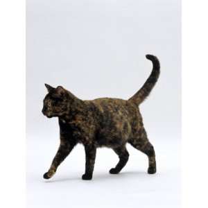 Domestic Cat, One Year Dark Tortoiseshell Shorthair Cat 