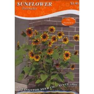  Sunflower   Firecracker Patio, Lawn & Garden