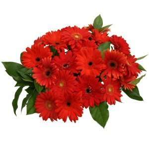 Wonderous Red Gerbera Daisy Bouquet 