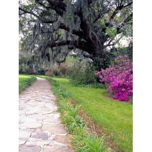  Pathway in Magnolia Plantation and Gardens, Charleston 