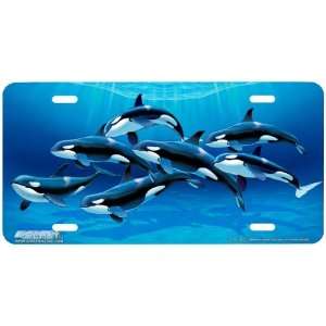 3422 Orcas Killer Whale License Plate Car Auto Novelty Front Tag 