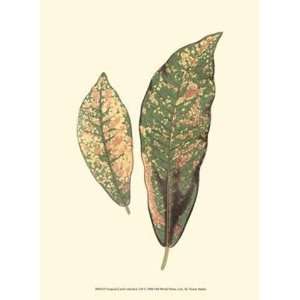    Tropical Leaf Collection VII   Poster (9.5x13)