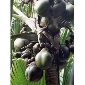  Close Up of Coco De Mer, Vallee De Mai National Park 