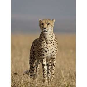  Cheetah, Masai Mara National Reserve, Kenya, East Africa 