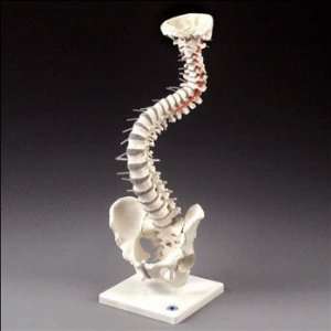  Flexible Soft Disc Spine Vertebral Column with Stand 