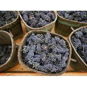  Harvested Grapes, St. Joseph, Ardeche, Rhone Alpes, France 