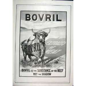  Advert Bovril Cow Advertisement Old Print 1901 Antique 
