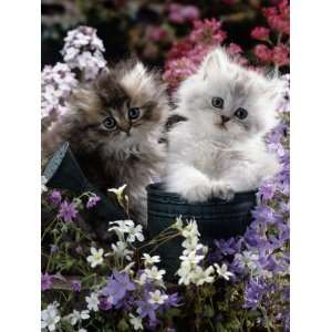  7 Weeks, Gold Shaded and Silver Shaded Persian Kittens in 