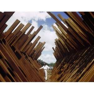  Man Examines Mahogany Planks Drying in the Sun Stretched 