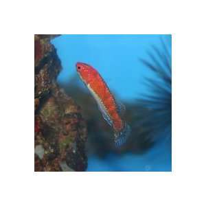   rubriventralis Longfin Fairy Wrasse Arts, Crafts & Sewing