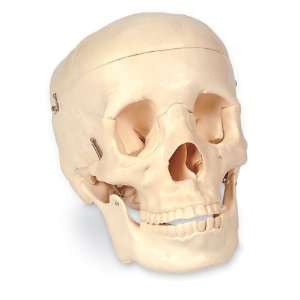 Nasco   Economy Human Skull  Industrial & Scientific