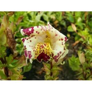  250 TIGER MONKEY Mixed Colors Mimulus Tigrinus Flower 