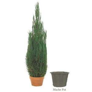   Natural Juniper with Clay Pot (Evergreen) (30H)
