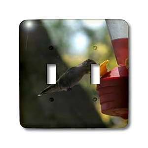 Beverly Turner Bird Photography   Hummingbird Drinking   Light Switch 