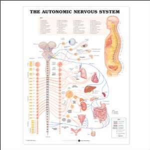 The Autonomic Nervous System Anatomical Chart 20 X 26  