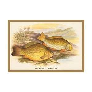  Crucian and Prussian Carp 20x30 poster