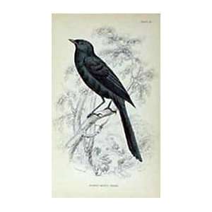  Jardines Walking Drongo Shrike   1840 Hand Painted 