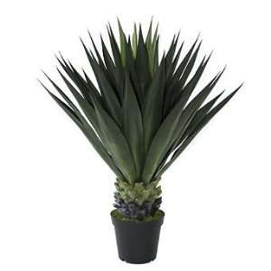  Agave Gigante Outdoor Plant   Frontgate