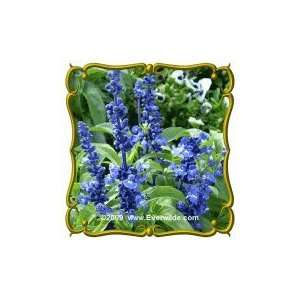  Blue Sage (Salvia farinacea) Jumbo Wildflower Seed Packet 
