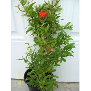  Dwarf Pomegranate Tree Live Plant Patio, Lawn & Garden