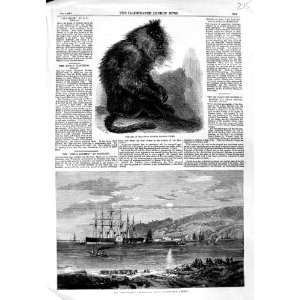  INDIAN WANDEROO MONKEY 1859 GREAT EASTERN SHIP PORTLAND 