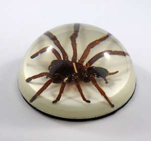 TARANTULA Dome Paperweight With Background  