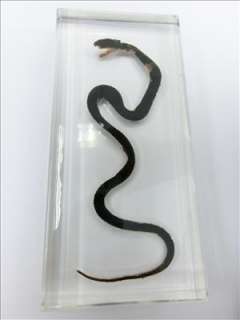 Snake Specimen   Chinese Cobra (Naja naja atra)  