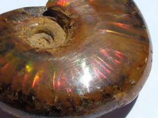 AAAA RAINBOW AMMONITE with BRILLIANT IRIDESCENT COLORS from MOROCCO 