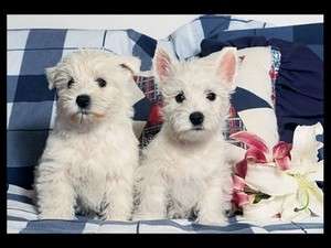 WEST HIGHLAND TERRIER PUPS 300 PCE PUZZLE   