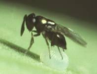 The Love Apple Farm Store   Trichogramma Wasps