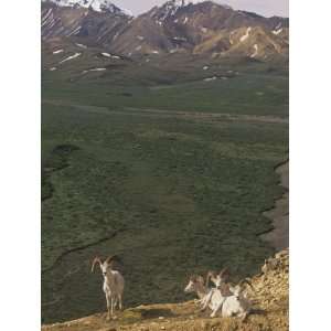  Dall Sheep (Ovis Dalli) Near Polychrome Pass, Denali 