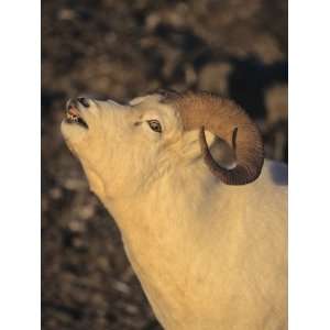  A Pre Rutting Dall Sheep Ram (Ovis Dalli), Alaska, USA 