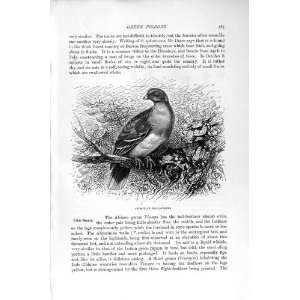 NATURAL HISTORY 1895 ABYSSINIAN WALIA PIGEON BIRDS 