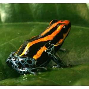  Frog   Dendrobates ventrimaculatus Iquitos