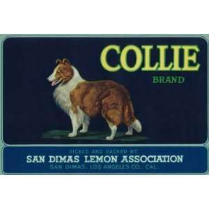  Collie Lemon Label, 1920 by unknown. Size 9.25 X 13.75 Art 