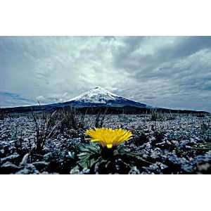  Flower And Volcan Cotopaxi by John K. Nakata. Size 20.00 X 