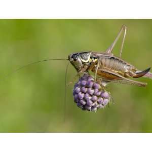 Roesels Bush Cricket Short Winged Form on Devils Bit Scabious 