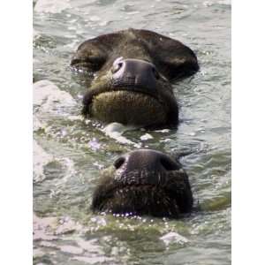 Buffaloes Take an Afternoon Bath in Amritsar, India Photographic 