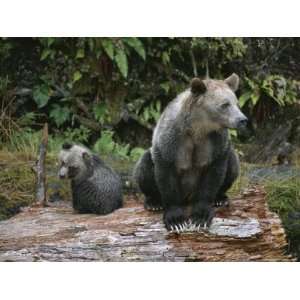  A Grizzly Bear Sow and Her Cub Sitting on a Decaying Log 
