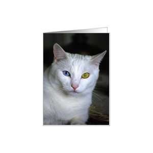  Turkish Angora Cat 2   blank inside Card Health 