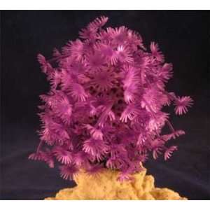  Red Sea Deco Art Resin Ornament Clavularia Purple Pet 