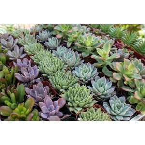  80 Lovely SUCCULENTS for WEDDING PARTY FAVORS Patio, Lawn 