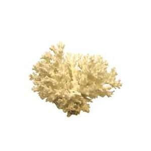 Worldwide Imports Lace Coral 5 7 