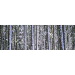  Lodgepole Pine Trees in a Forest, Montana, USA by 