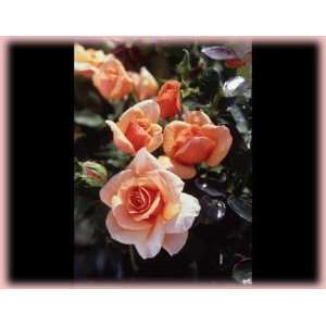  Nancy Reagan Rose (Rosa Hybrid Tea)   Bare Root Rose 