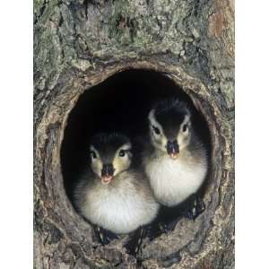 Two Wood Duck Young Peering from their Nest Hole in a Tree, Aix Sponsa 