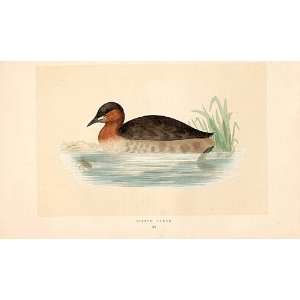  British Birds 1St Ed Morris 1851 Little Grebe 297